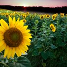 Sunflowers at Sunset